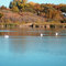 Swans on Park Lake