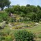 Mrs. B's garden