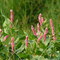 "The Earth laughs in flowers." Ralph Waldo Emerson 1803-1882