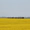 Sea of Canola