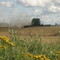 Barley harvest
