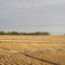 wheat wheat wheat... so far you can see