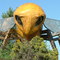 The World's Largest Bee in Tisdale.