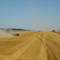 wheat harvest