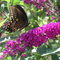 The Morris Arboretum - Eastern Tiger Swallowtail Butterfly - Black Female Form