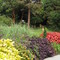 Morris Arboretum