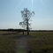 Lonely Tree approx loc