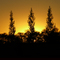 Golden Trees