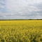 Campos de Canola al vivo - Canola Fields in live color