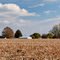Farm, Telegraph Road:  After Harvest