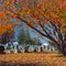 Calvert, Maryland:  Rosebank Cemetery