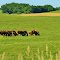 Farming from Highway 23,  Manitoba