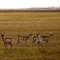 Antelope