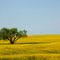 Canola Fields