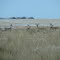 Whitetail Watch