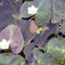 Nymphoides II