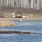 Trumpeter swans At Laumans landing