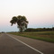 Famous Halfway tree. Marks about halfway point btw Winnipeg & Brandon