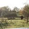 Cows at Old Fort Dallas - Ferris, Tx