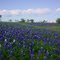 Texas Bluebonnets - Spring 2011, Red Oak, Texas