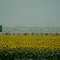 TX Sunflower