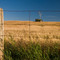 Winter Wheat