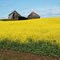 Canola Barn