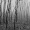 Trees in the fog