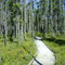 The Board Walk At Blue Lake Provincial Park