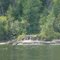 Eagles on an Island
