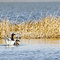 canvasback
