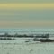 Sunset Vistas Of The Open Prairie And Isolated Aspen Groves South Of Saskatoon SK Mar '11