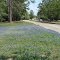 LBJ Wildflower Project - Bluebonnets - 610 & Woodway Drive - Houston, Tx