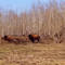  Saskatchewan - des bisons