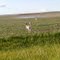 Antelope