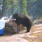 Black Bear at Shore Lunch