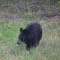 Black Bear Encounter.