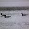 Loons on Kora.