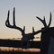 antlersky
