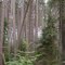 Red Pine