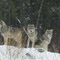 Winter: Ever watchful eyes - a pack of wolves