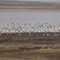 SnowGeese