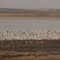 Lotsa Geese