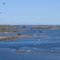 Geese on River