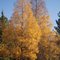 Autumn - Red Lake Ontario