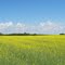 Wadena Sk canola field July 2010