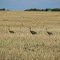 Sandhill Cranes in Saskatchewan