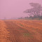 Grain field in Huron township