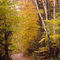 rural lane in the fall