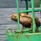 Sea Lion in Price WIlliam Sound